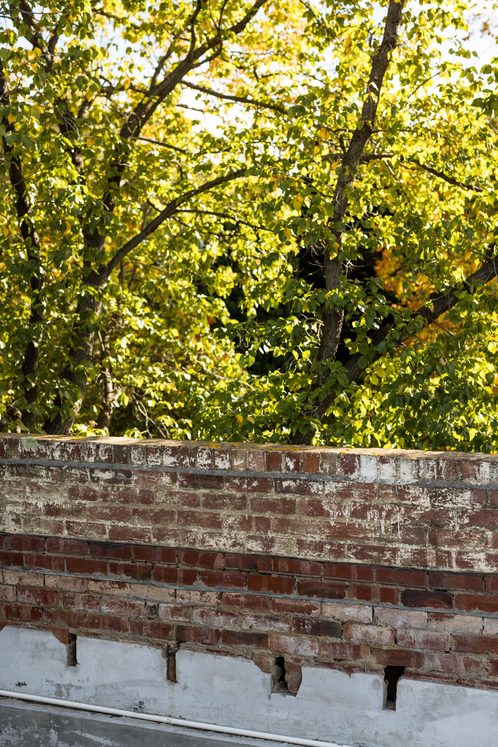 Retained heritage brick parapet beneath the tree canopy